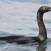 Pelagic Cormorant
